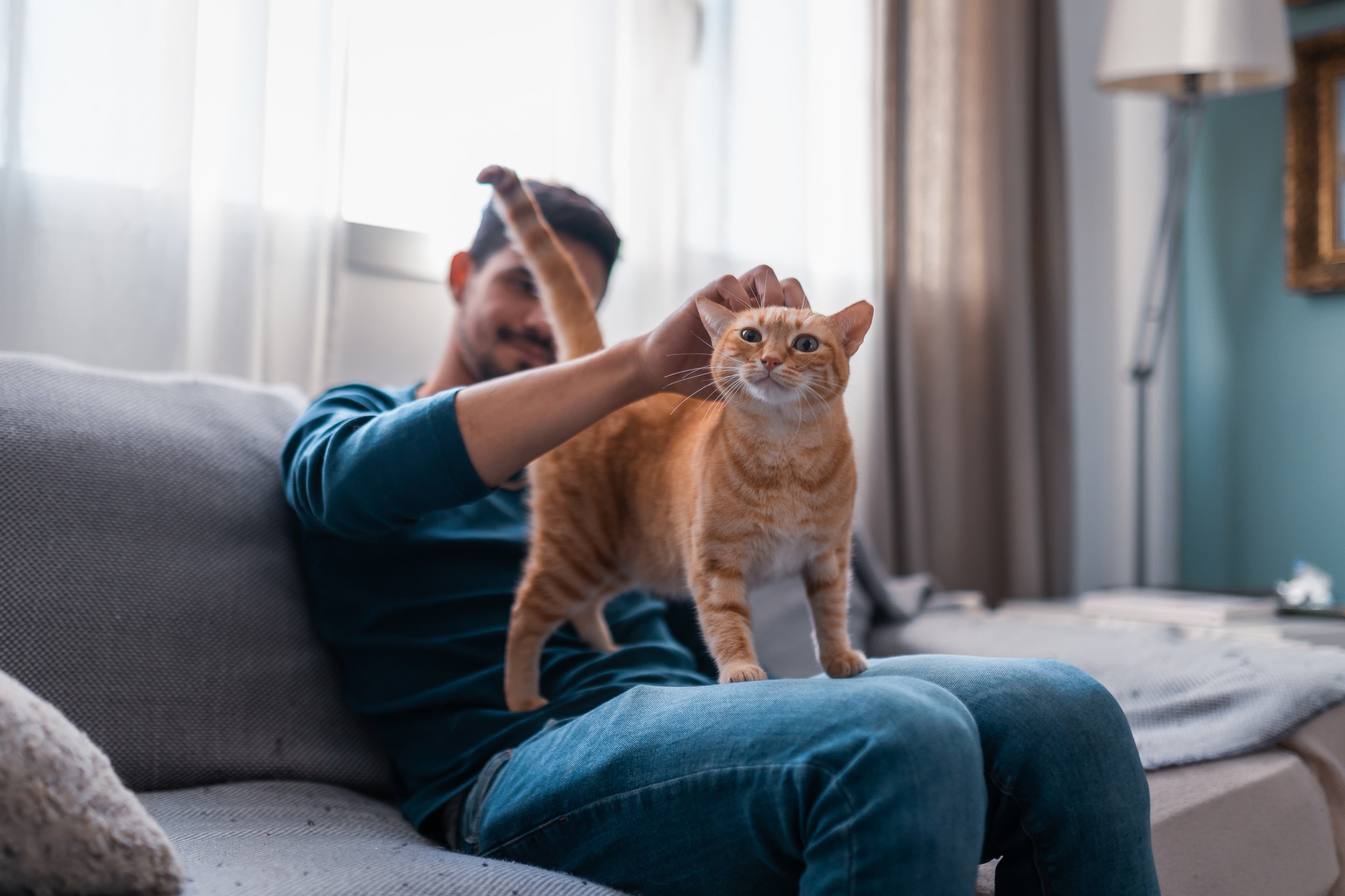 Person gently petting their cat on a cozy sofa at home